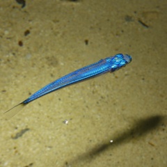 Atherinidae