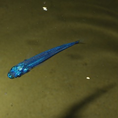 Atherinidae