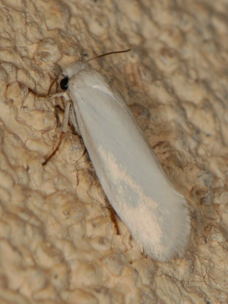 Tegeticula intermedius