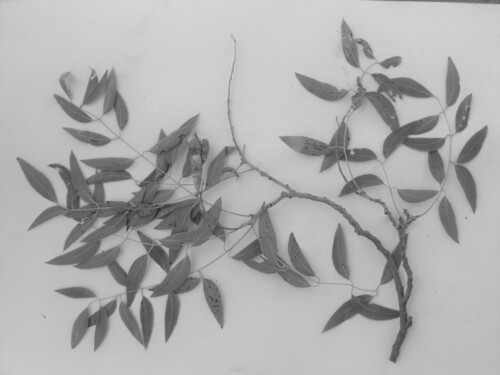Tree-wisteria