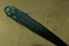 Atherinidae