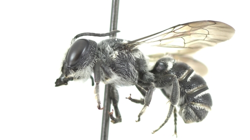 Bellflower Resin Bee photographed in Arkansas