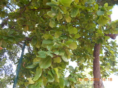 Terminalia catappa