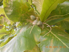 Terminalia catappa