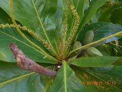 Terminalia catappa