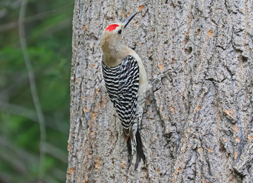 Gila Woodpecker