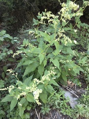 Koenigia phytolaccifolia