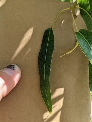 Brachychiton rupestris iNat (2)