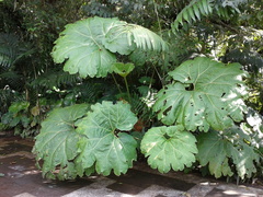 Gunnera mexicana