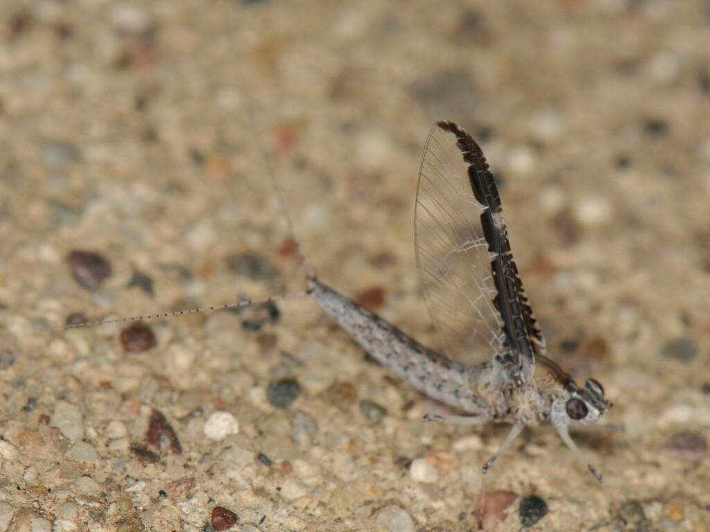 Red Speckled Dun in May 2023 by Elliott Gordon · iNaturalist