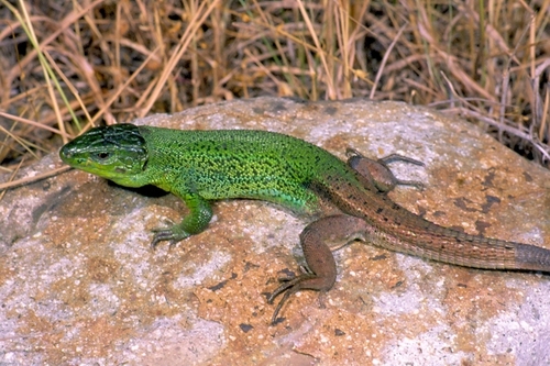 Caspian Green Lizard