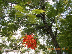 Delonix regia