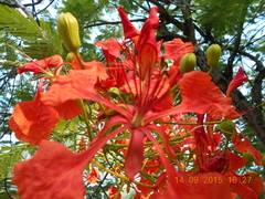 Delonix regia