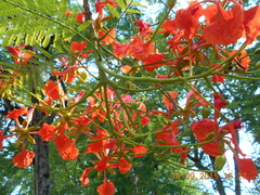 Delonix regia