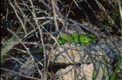 Lacerta trilineata major