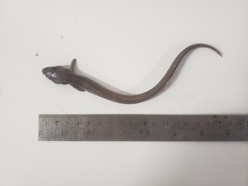 Common wolf eel (Lycenchelys paxillus) — Zoarcidae — 3