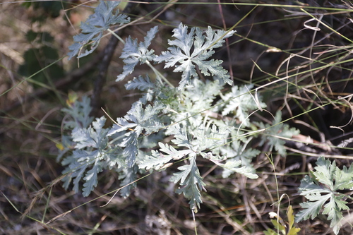 Image of Geranium robustum by (c) Tony Rebelo, some rights reserved (CC BY-SA)