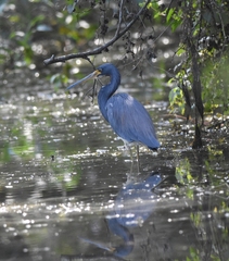 Egretta tricolor image