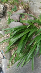 Hymenocallis speciosa