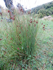 Juncus filicaulis