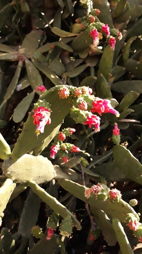 Cochineal Nopal Cactus