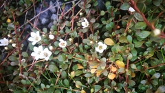 Samolus repens repens