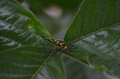 Exophthalmus nicaraguensis image