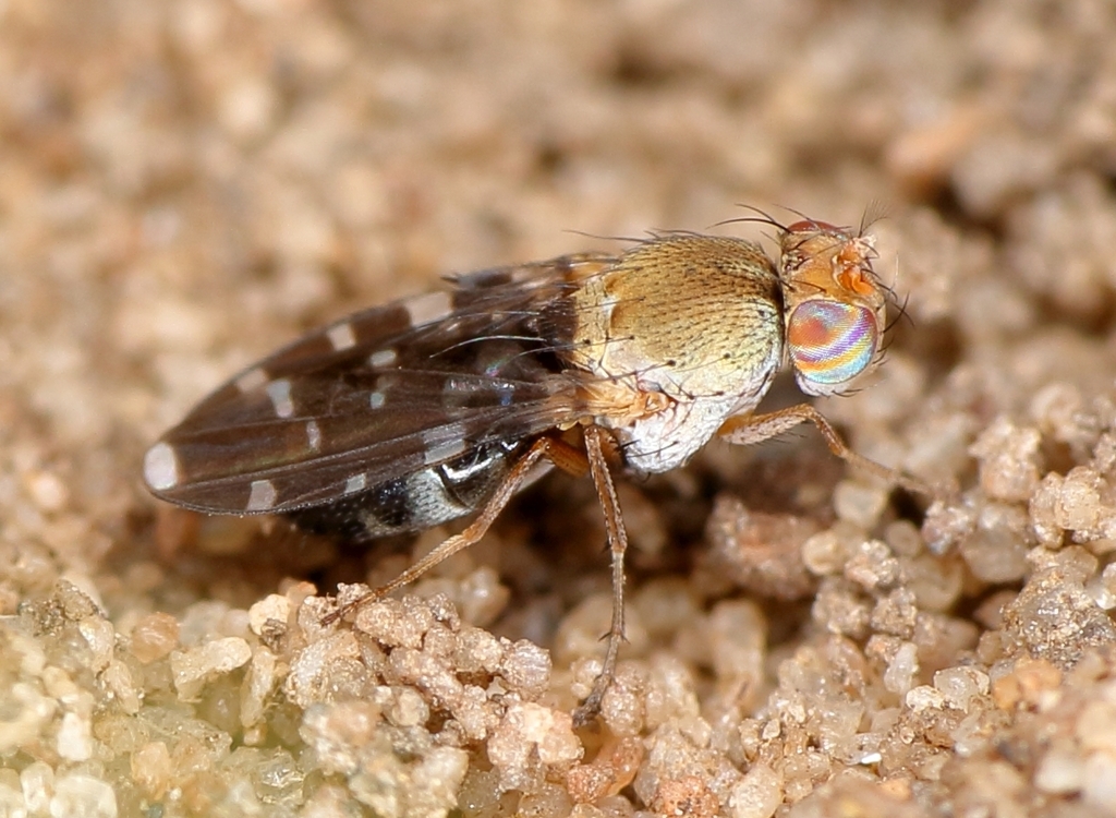 Actocetor indicus