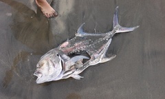 Caranx caninus