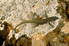 Scelarcis perspicillata