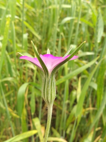 corn cockle