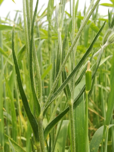 corn cockle