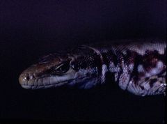 Phoenicolacerta laevis