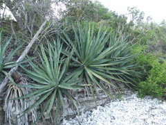 Agave rhodacantha