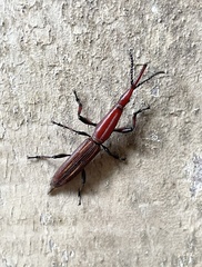 Image of Brentus rufescens