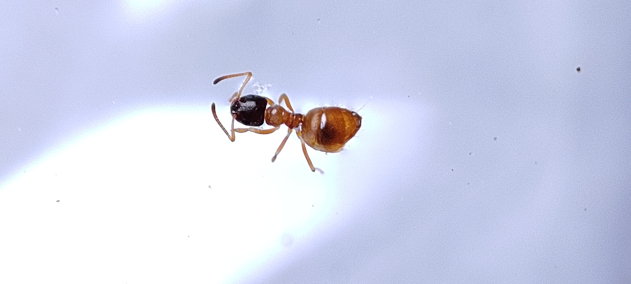 Plagiolepis dichroa