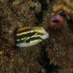 Petroscirtes fallax
