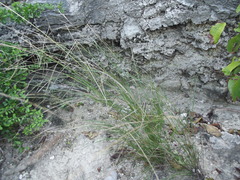 Aristida ternipes