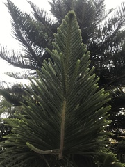 Araucaria