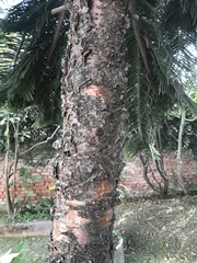 Araucaria