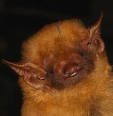 Lasiurus ega