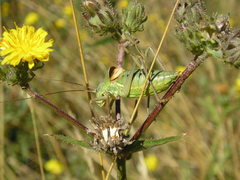 Ephippiger terrestris