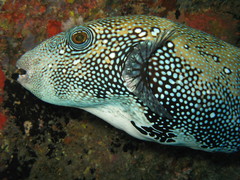 Blue-Spotted Puffer photo 3