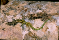 Scelarcis perspicillata pellegrini