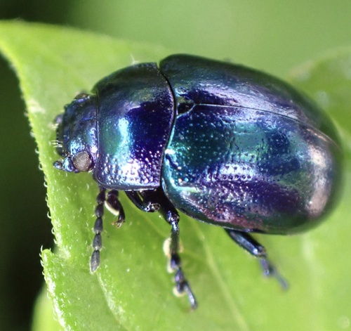 Mint beetle, Graafland, Groot-Ammers, South Holland, NL, photo 6 of 10