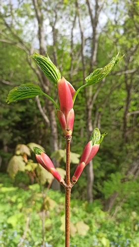 Image of Acer heldreichii by (c) Юлия Захаренко, some rights reserved (CC BY)