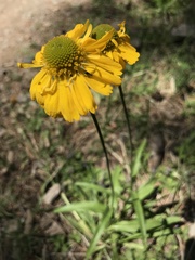 Helenium bigelovii