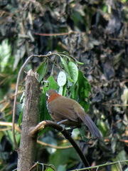 Pomatorhinus musicus