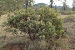 Arctostaphylos viscida pulchella