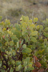 Arctostaphylos viscida pulchella